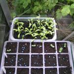 calendula, borage (& Calliope aubergine not germinated)