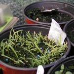 Lemon Grass