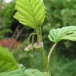 raspberry?