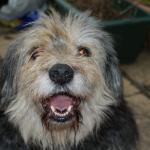 Pepper