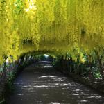 Laburnum Arch
