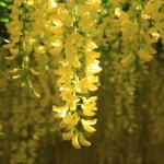 Laburnum