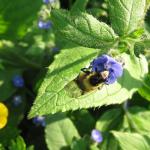 Bumblebee Hoverfly Volucella bombylans