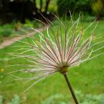 seed head