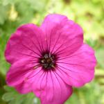 cranesbill geranium