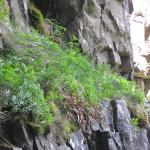 Colonised Ledges