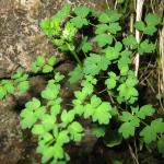 Alpine Meadow Rue Thalictrum alpinum