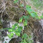 Mountain Ladies Mantle Alchemilla glabra