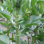 Broad Bean Plants