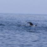 dolphinleap copy [Desktop Resolution]