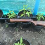chilli