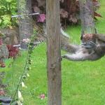 Squirrel 3