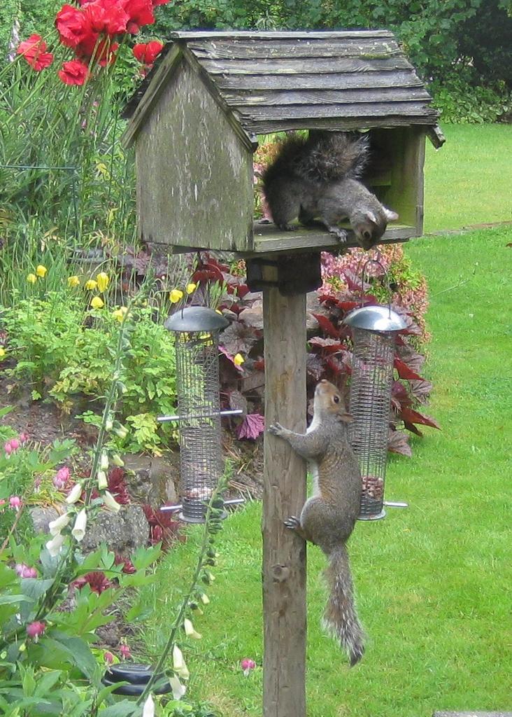 Squirrel 4