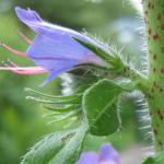 Viper's Bugloss
