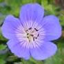 Geranium
