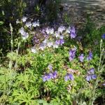 Ger_Pratense seedlings
