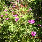 Ger_Ann Folkard