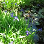 Pond Iris