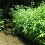 Wet Weeds