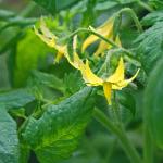 tomato flower