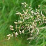 grass flower head