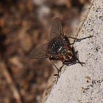 fly up close2