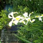 Flowers 13.6.09 024