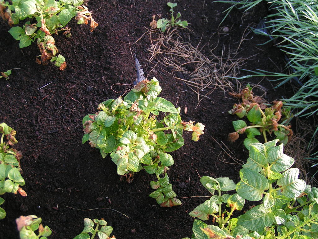 frost damage Pentland Javeline potatoe