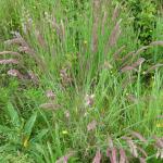 Yorkshire Fog Holcus lanatus