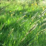 Sweet Vernal Grass Anthoxanthemum odoratum
