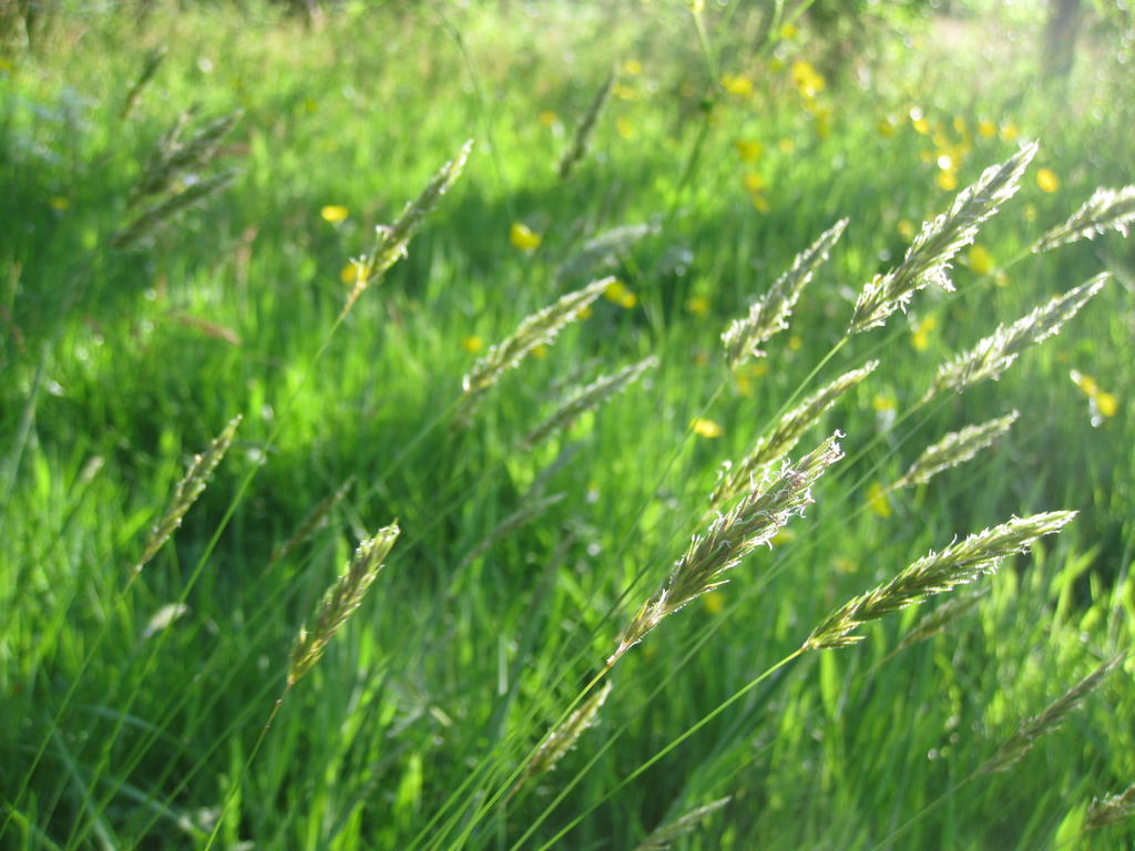 Sweet Vernal Grass Anthoxanthemum odoratum