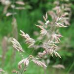 Yorkshire Fog Holcus lanatus (Panicle)