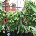 Roma Tomato
