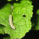 Mullein Moth Larva