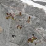 Doddering Dillies, Quaking Grass Briza media 