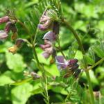 Bush Vetch Vicia sepium