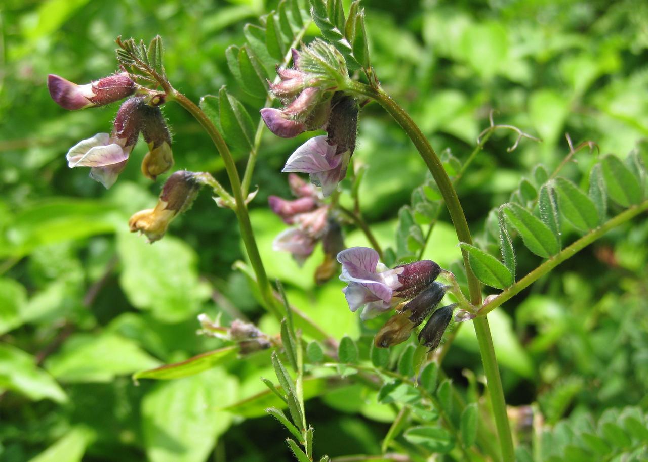 Bush Vetch Vicia sepium