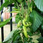 Chili Inferno June 2009