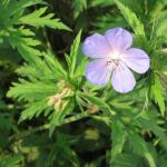 Meadow Cranesbill Geranium pratense 