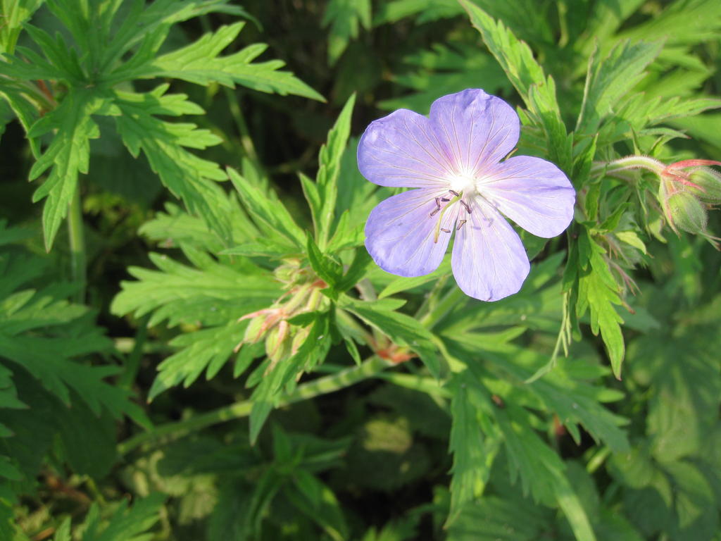 Meadow Cranesbill Geranium pratense 