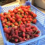 DSCF2277