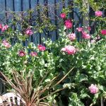 Flowers 010
