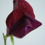 043