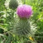 Spear Thistle Cirsium vulgare