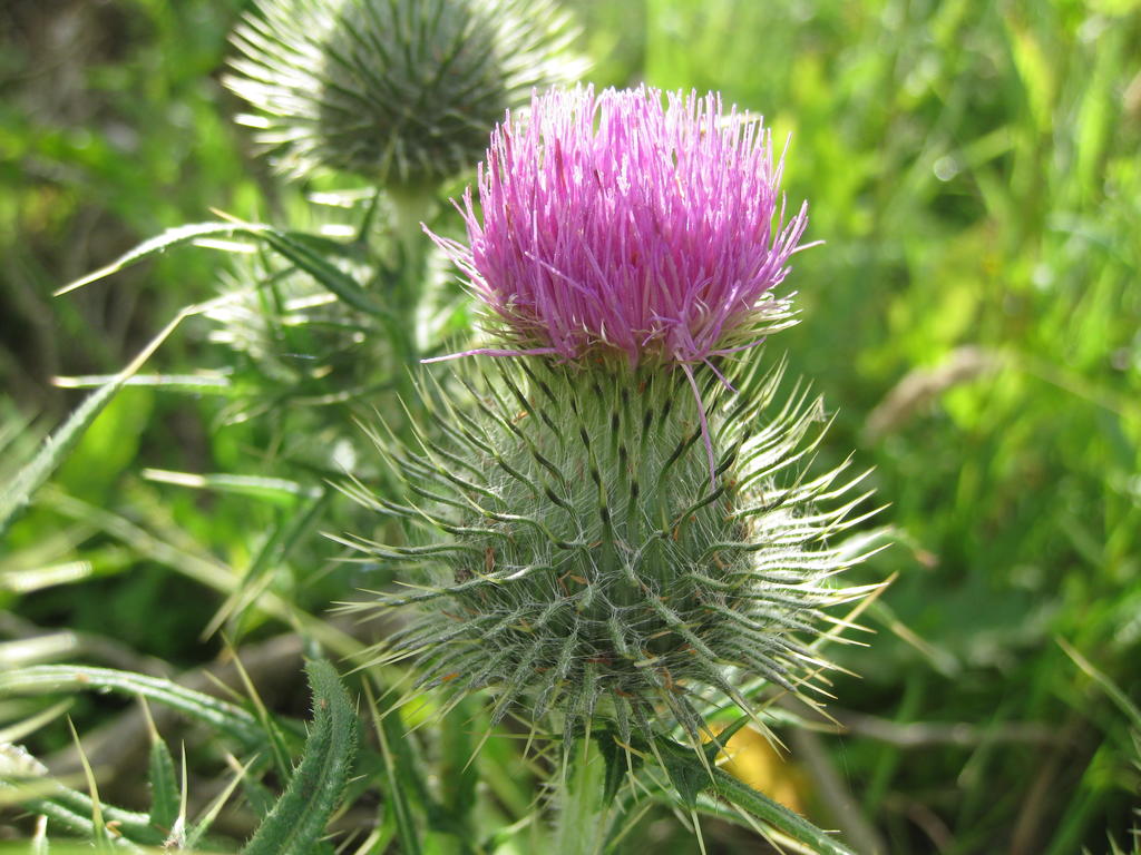 Spear Thistle Cirsium vulgare