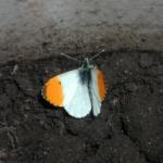 P1010004