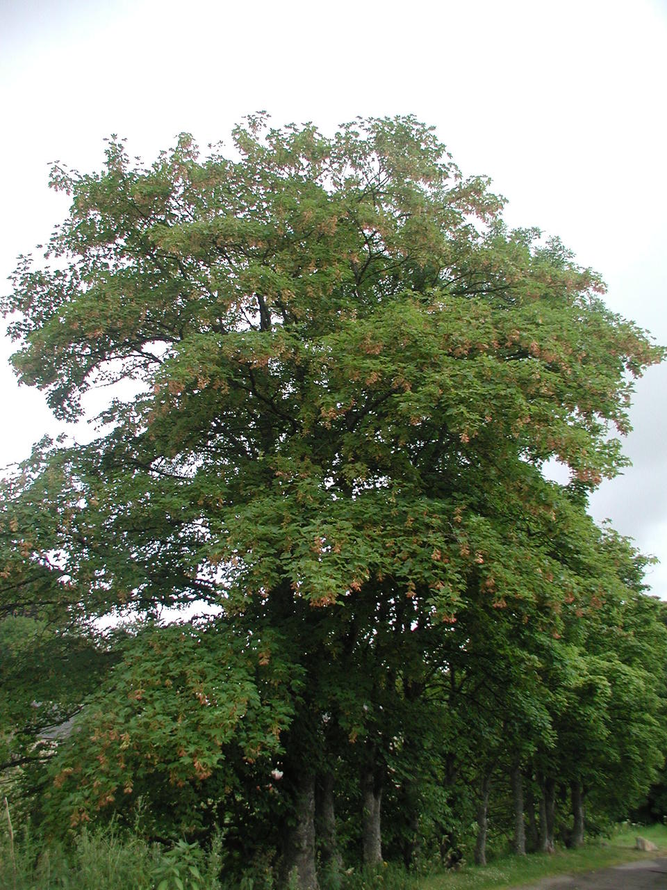 P1010005.JPG