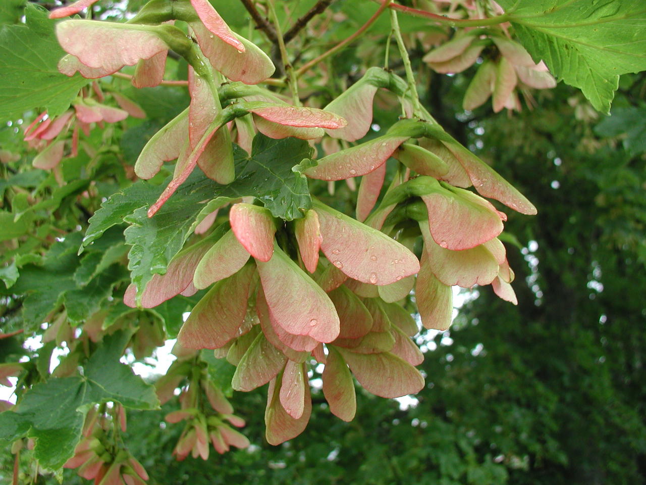 P1010007.JPG