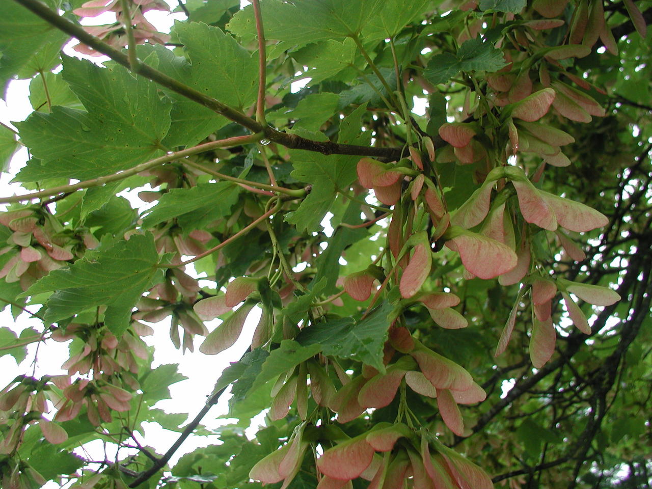P1010017.JPG