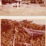 back garden 1977